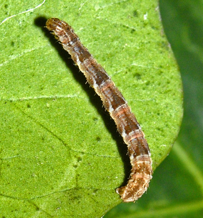 Bruco da determinare - Geometridae